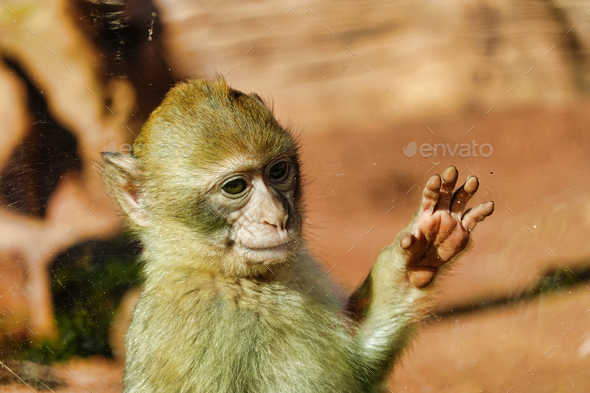 Closeup shot of a crab-eating macaque monke - Stock Photo - Images