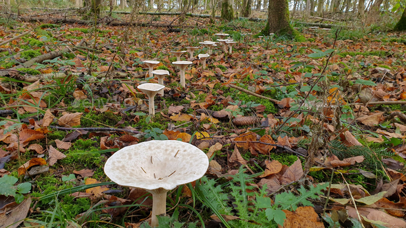 Closeup shot of fairy-ring mushrooms growing in a forest