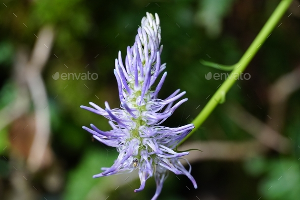 Spiked Rampion - Phyteuma spicatum blooming flower selective focus photo. - Stock Photo - Images
