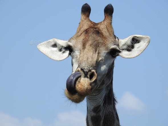 Head of a giraffe with its tongue out under the sunlight at daytime in the Kruger National Park