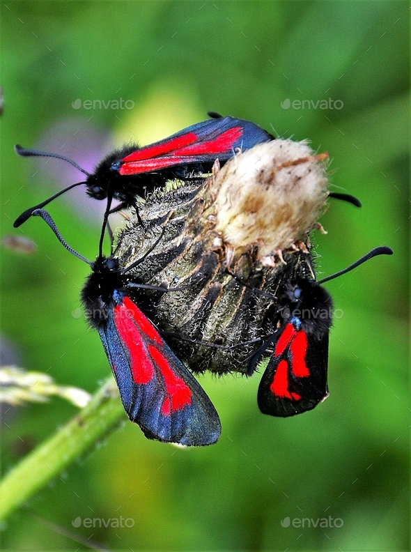 Zygaena filipendulae insect - Stock Photo - Images