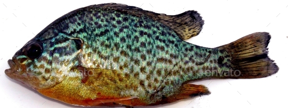 Lepomis gibbosus fish - Stock Photo - Images