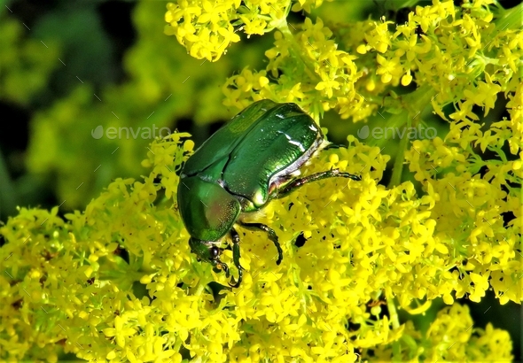 Cetonia aurata bug - Stock Photo - Images