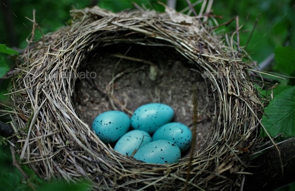 Blue eggs in the nest in a natural environment Stock Photo by wirestock