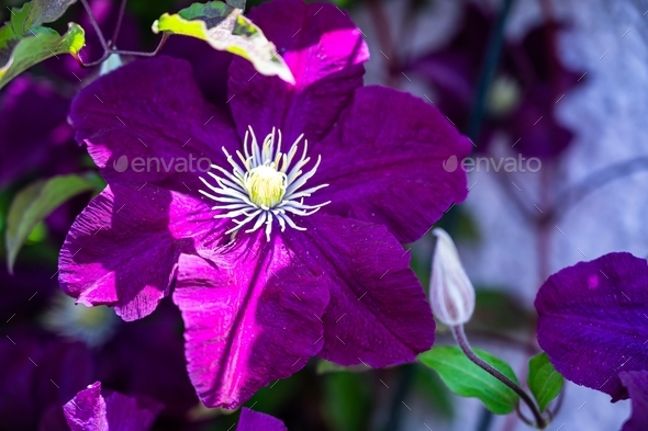 Closeup of a clematis warszawska nike surrounded by greenery in a field under the sunlight - Stock Photo - Images