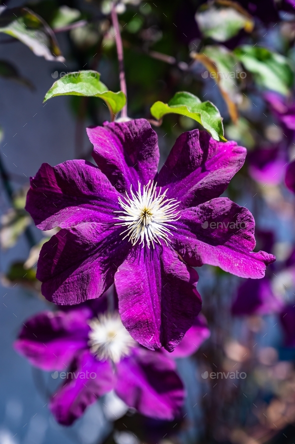 Closeup of a clematis warszawska nike surrounded by greenery in a field under the sunlight - Stock Photo - Images