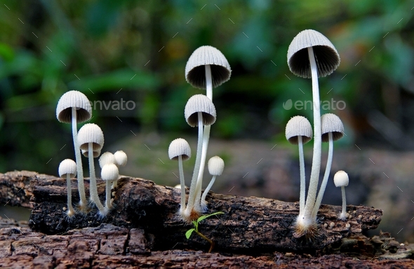 Closeup of three Mycena mushrooms growing on rotting wood - Stock Photo - Images