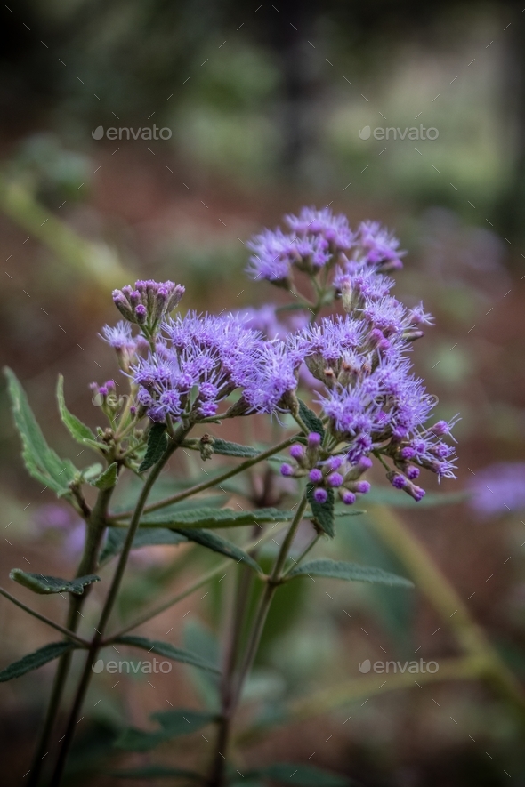 Vertical selective focus shot of vernonia crinita flowers growing in the field - Stock Photo - Images
