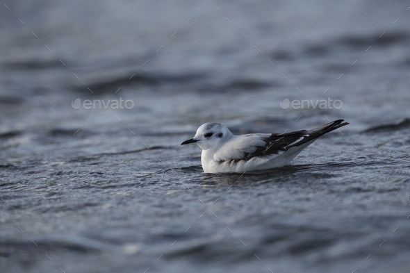 Juvenile Little gull, Hydrocoloeus minutus, Larus minutus, - Stock Photo - Images