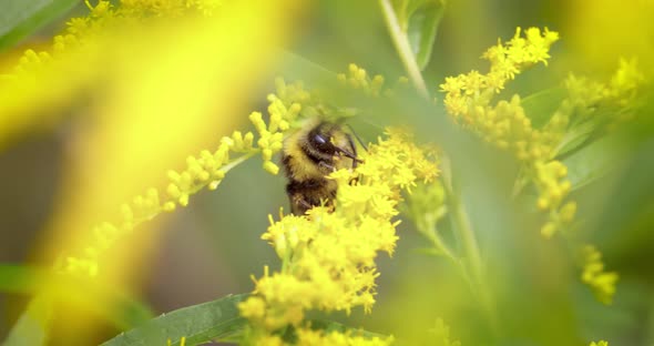 Shaggy Bumblebee Pollinating and Collects Nectar From the Yellow Flower of the Plant alt