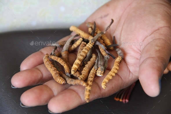 Yartsa gunbu fungus caterpillars an aphrodisiac from Nepal