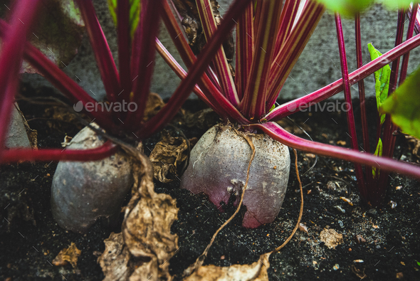 Beetroots growing in organic homestead vegetable garden in autumn - Stock Photo - Images