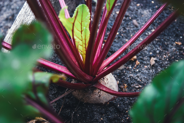 Beetroot growing in organic homestead vegetable garden - Stock Photo - Images