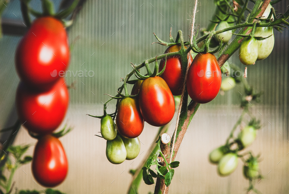 Black Plum Tomatoes ripen on vine in greenhouse - Stock Photo - Images