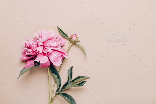 Beautiful pink peony on paper background. Holiday floral background. Minimal flat lay