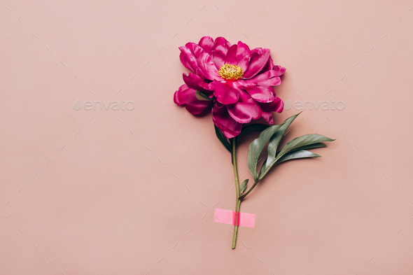 Pink adhesive tape attaches peony flower on pastel background. Minimal creative holiday concept