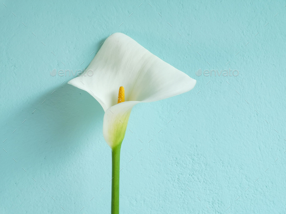 One calla lily flower on soft focus blue stucco wall background