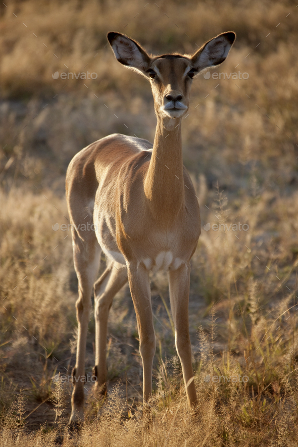 Female Impala - Etosha National Park - Namibia - Stock Photo - Images
