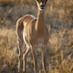 Female Impala - Etosha National Park - Namibia - PhotoDune Item for Sale