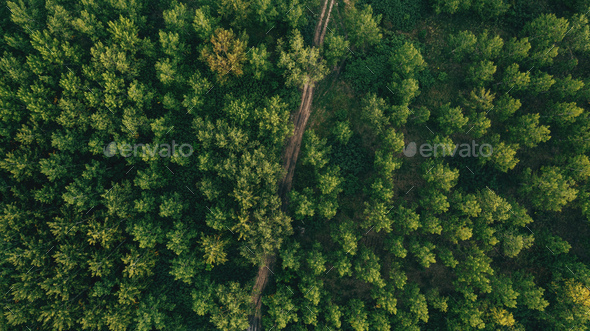 Aerial shot of dirt road through green poplar woodland in summer, top view - Stock Photo - Images