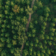 Aerial shot of dirt road through green poplar woodland in summer, top view - PhotoDune Item for Sale