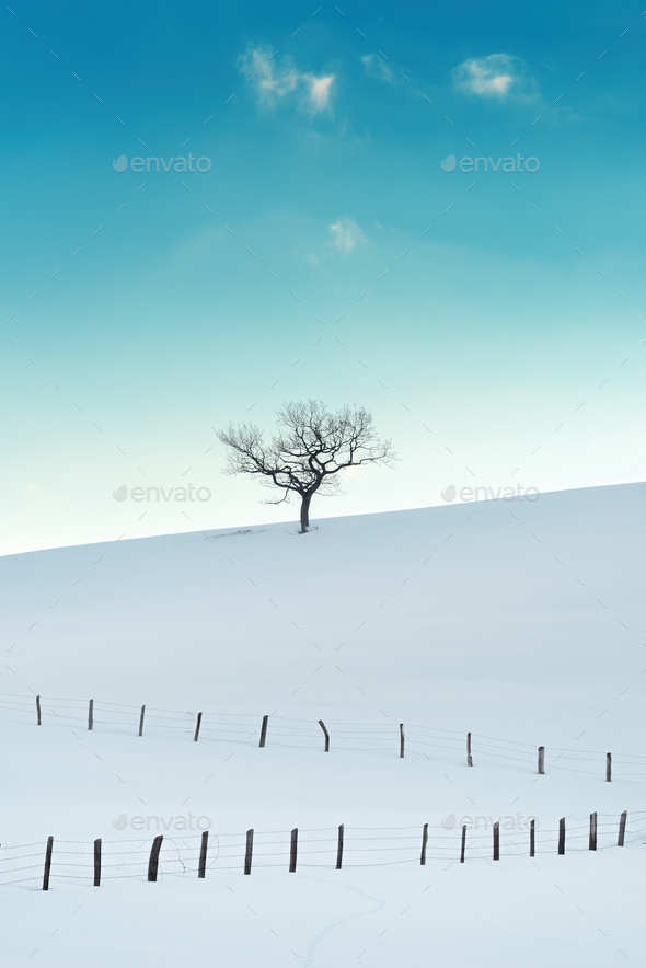 Lonely deciduous tree at snow-capped hill in winter at Zlatibor, Serbia. - Stock Photo - Images
