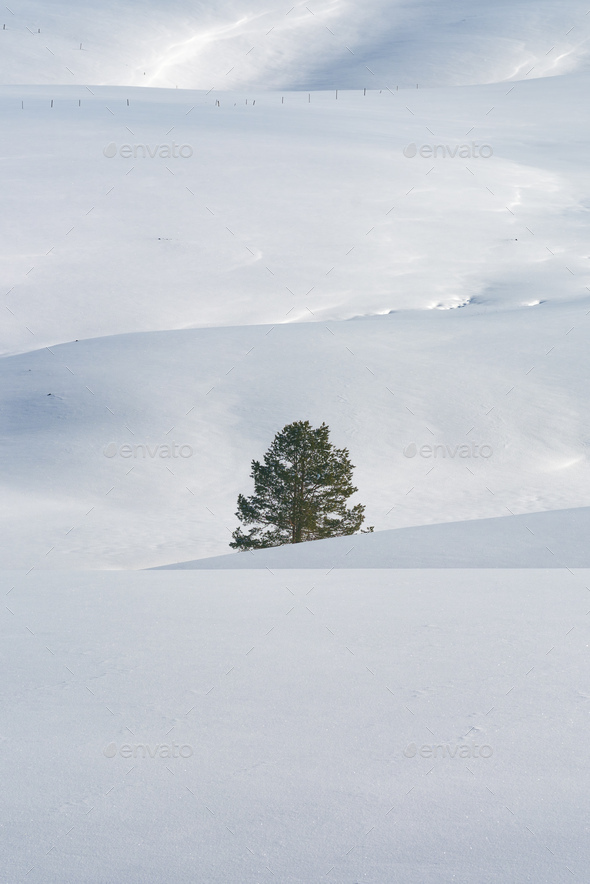 Lonely evergreen pine tree at empty hill landscape under snow in winter on sunny day at Zlatibor - Stock Photo - Images