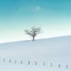 Lonely deciduous tree at snow-capped hill in winter at Zlatibor, Serbia. - PhotoDune Item for Sale