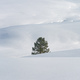 Lonely evergreen pine tree at empty hill landscape under snow in winter on sunny day at Zlatibor - PhotoDune Item for Sale