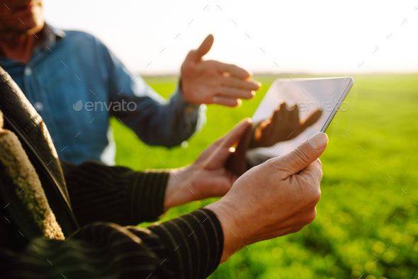 Two Farmers uses specialized app on digital tablet for checking wheat. Agriculture, ecology concept.