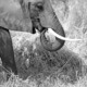 Wild Elephant - PhotoDune Item for Sale