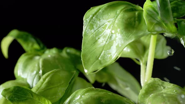 Fresh Basil Leaves with Water Drops alt