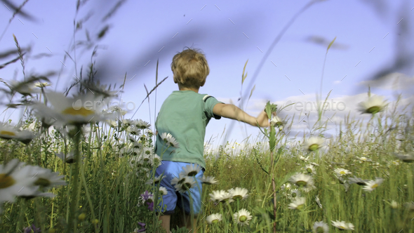 Rear view of boy running in field. Creative. Cinematic running child in flower field. Chamomile