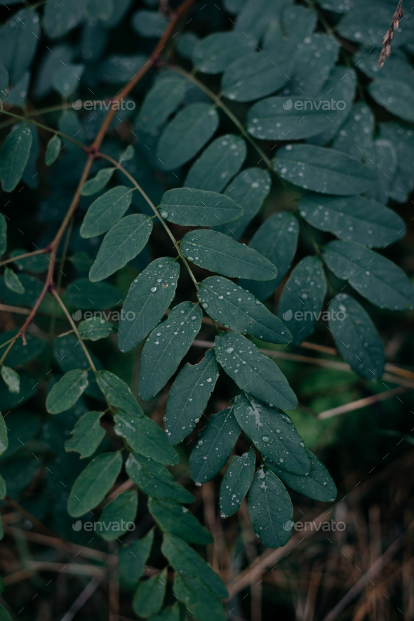 Leaves - Stock Photo - Images