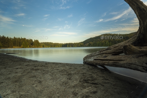Wide shot of a huge tree trunk near lake surrounded by trees under a blue sky