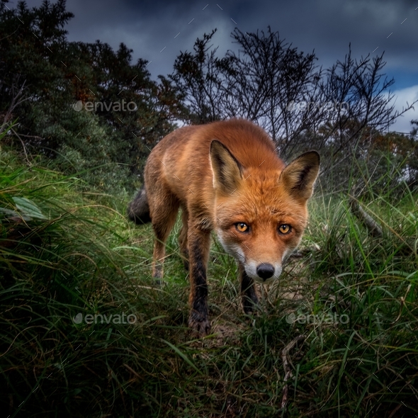 Low angle shot of a baby fox in the forest with the background of cloudy sky in the evening