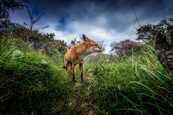 Wide shot of a beautiful brown fox in the forest under the crazy cloudy sky