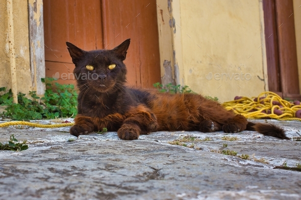 Closeup shot of a brown cat with yellow eyes lying down in the street door in Symi, Greece