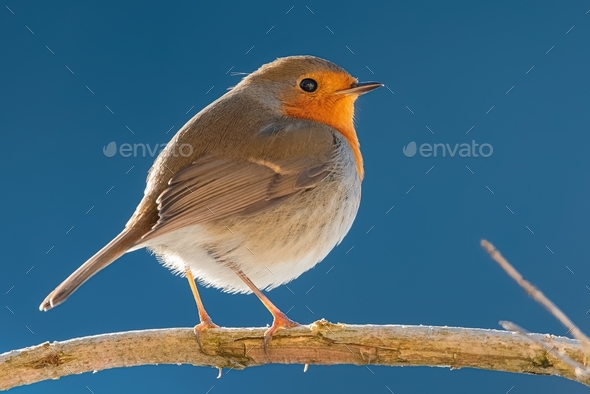 Closeup shot of a European robin bird standing on a tree branch isolated on a blue background