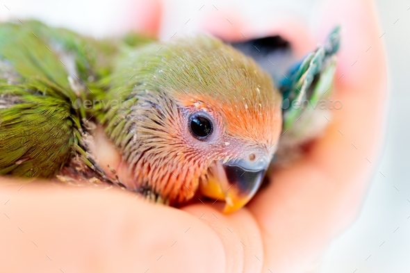 Closeup shot of a cute baby peach faced love bird in a person\'s palm