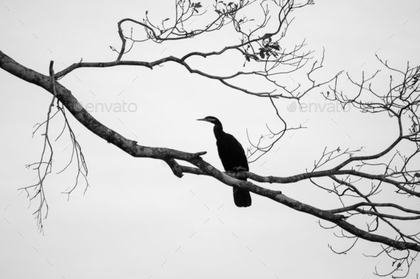 Greyscale of a black bird with a long beak sitting on a twig on a nice grey background