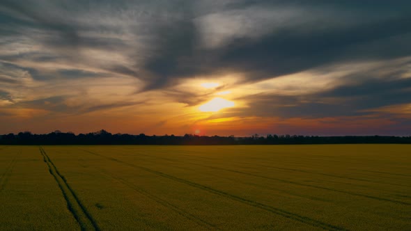 View of Sunset in Wheat Field with Roads Straight Lines alt