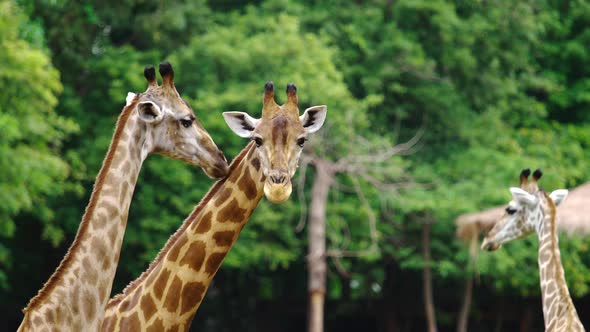 Close-up of giraffe resting in nature