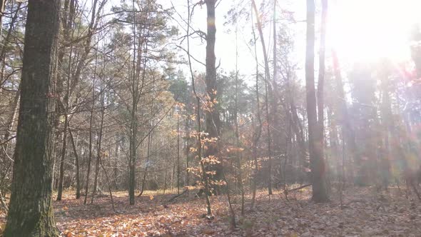 Forest with Trees in the Fall alt