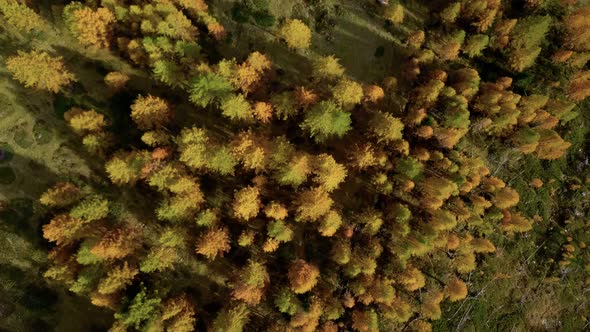 Drone Flies Over Orange Autumn Forest Treetops