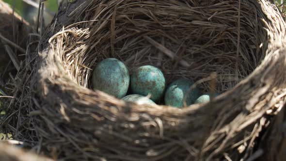 Eggs of a Wild Thrush Lying in the Nest with Morning Sun Rays Playing on Them alt