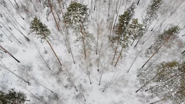 Winter Forest Aerial View Picturesque Nature Northern Woods Covered with Snow