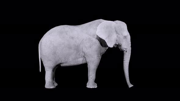 elephant idle 4k alpha loop