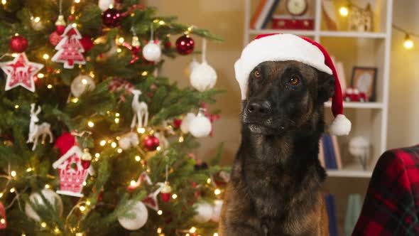 Dog Wearing Christmas Hat Closeup alt