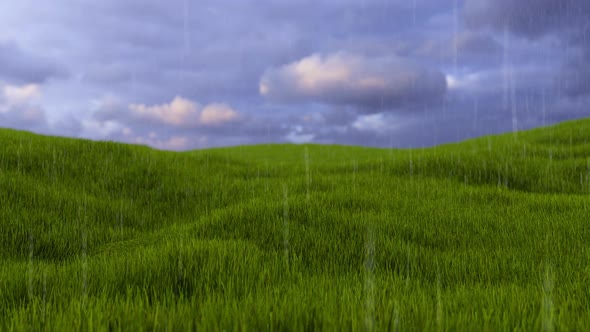 Meadow And Rain
